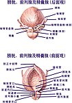 男性生殖器