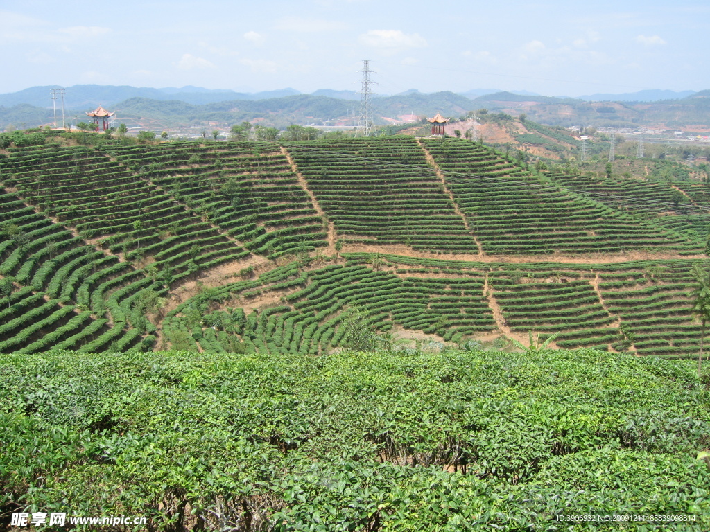 中国茶城 普洱 茶园 茶山