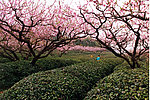 茶山2