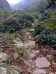 茶山4