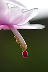 花蕊