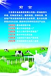奶牛食品集团介绍宣传广告