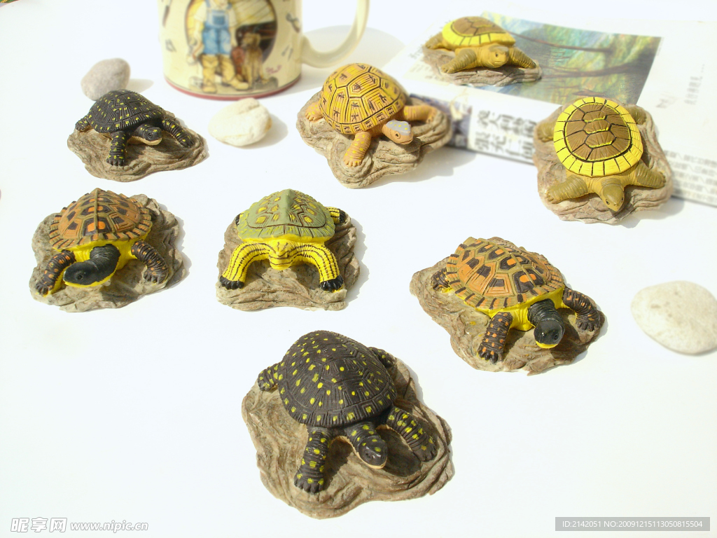一群小海龟