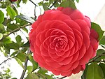 风吹花转