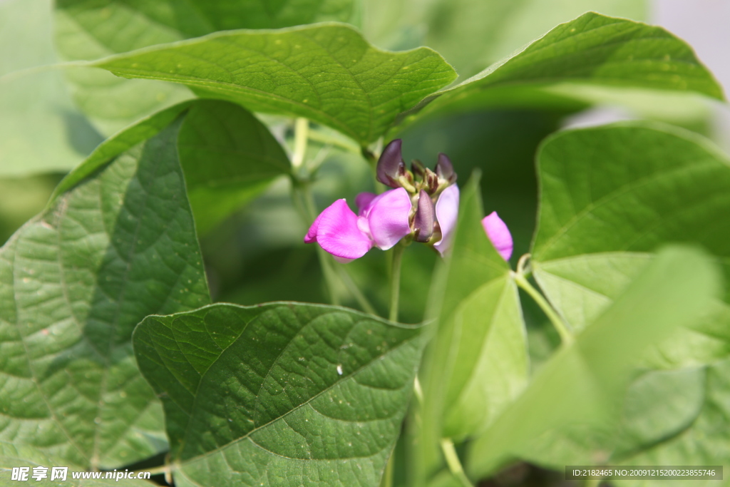 扁豆花