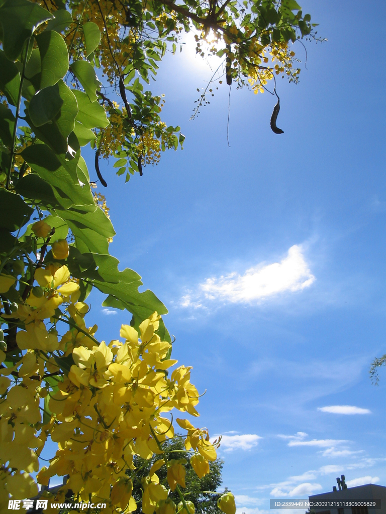 花的天空