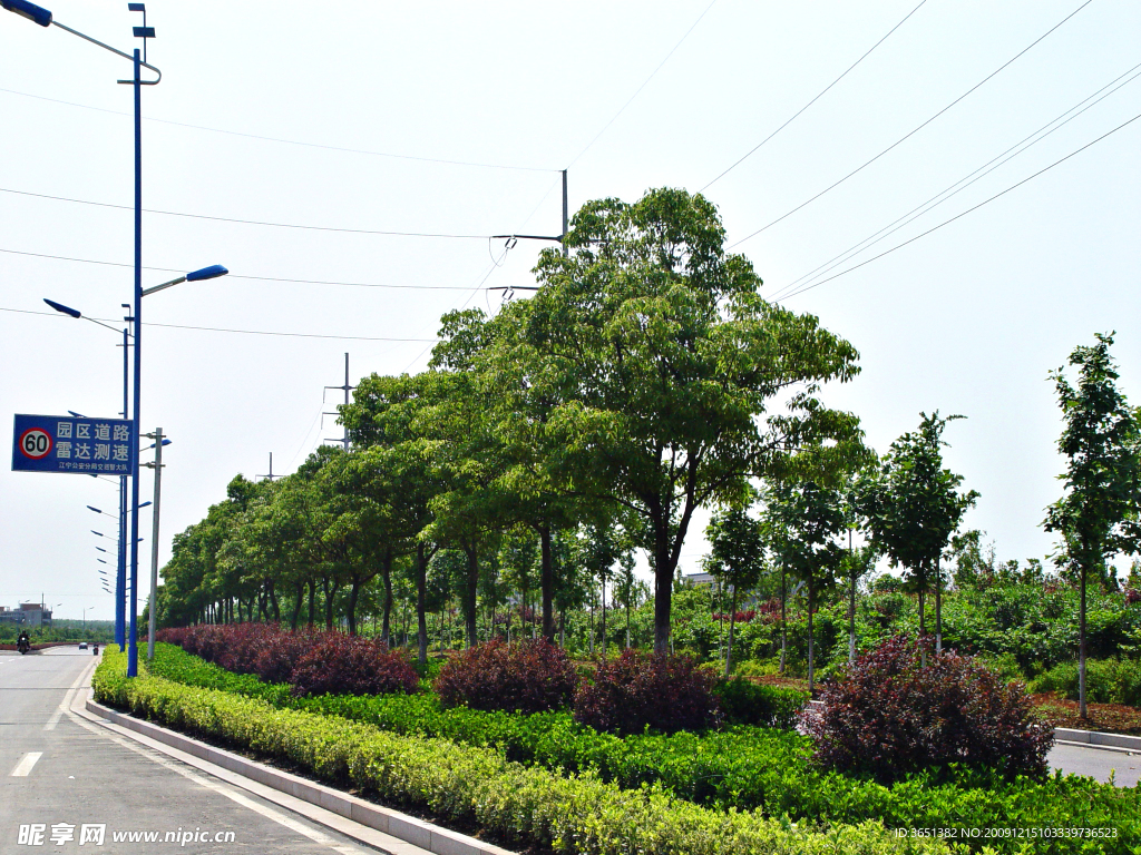 道路 绿化 路灯 绿岛