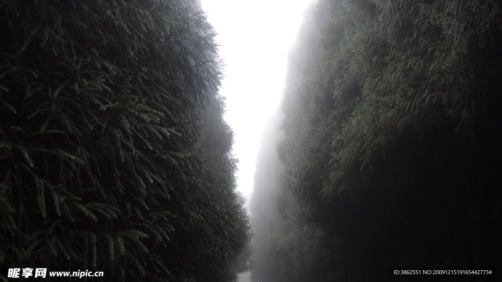 南天胡
