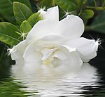栀子花开