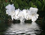 栀子花开