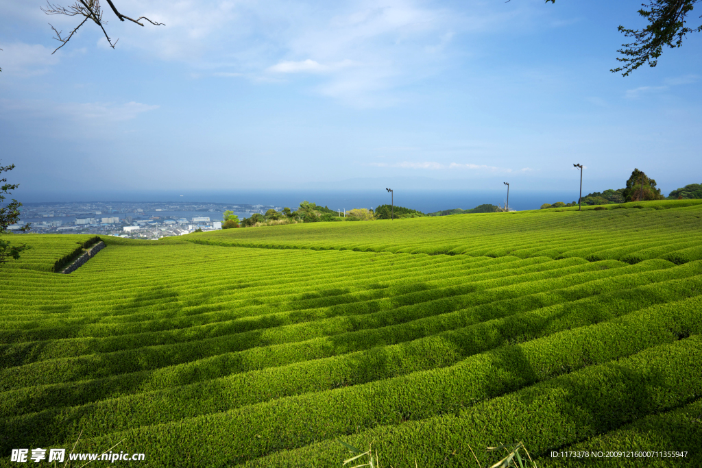绿油油的田园风光