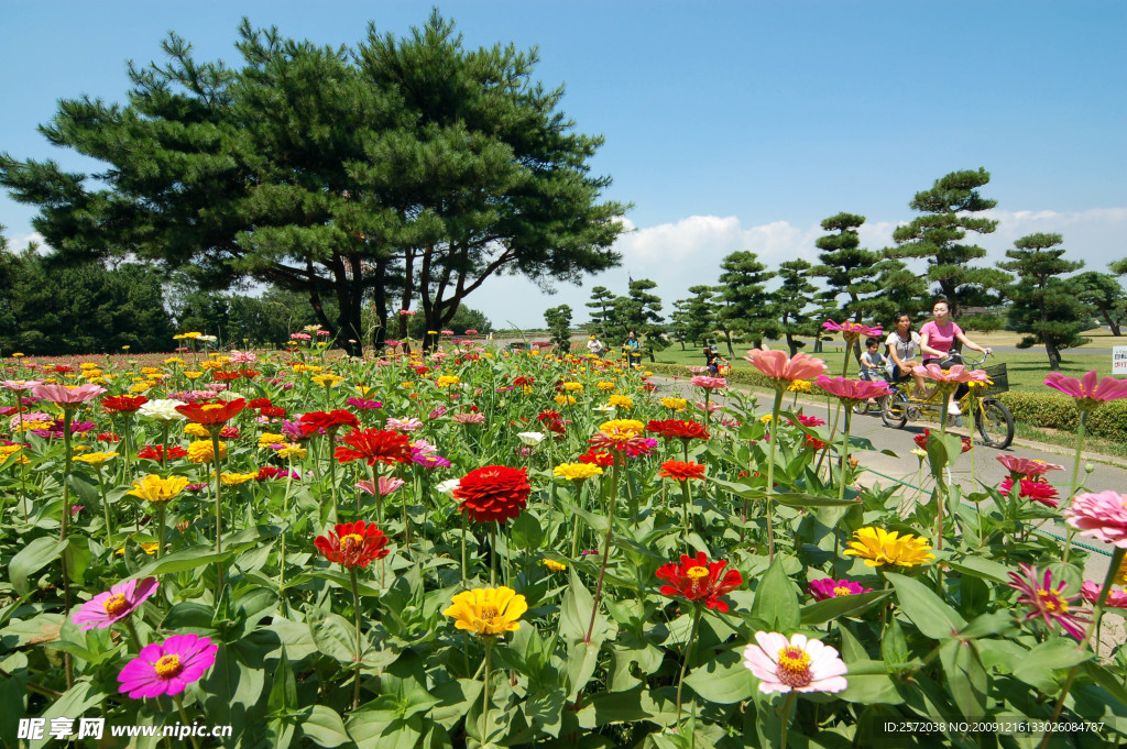 花卉