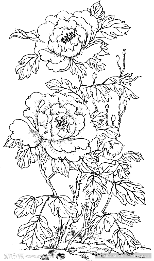 牡丹花开富贵