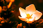 栀子花开