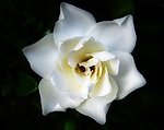 栀子花开