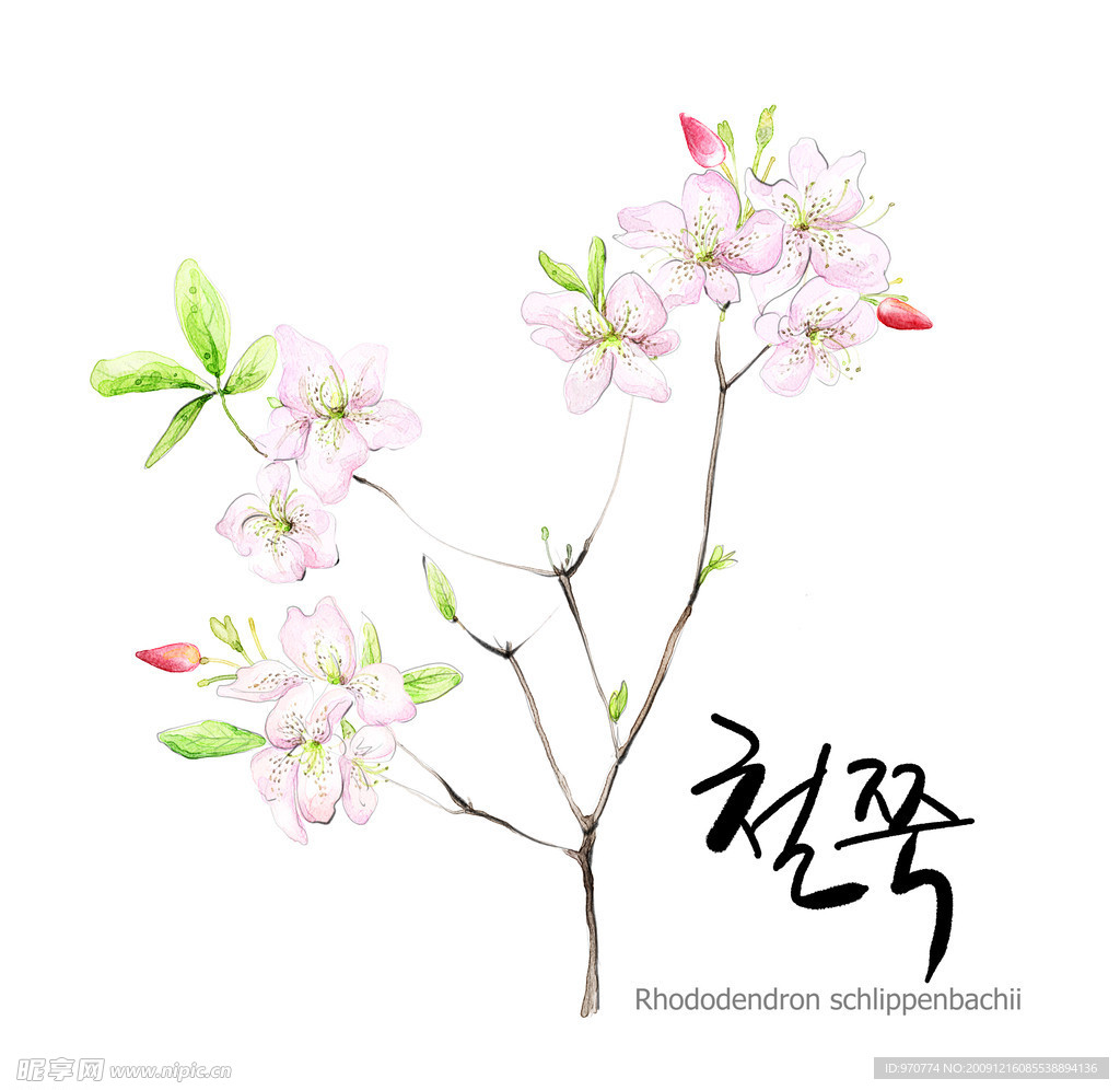 花朵