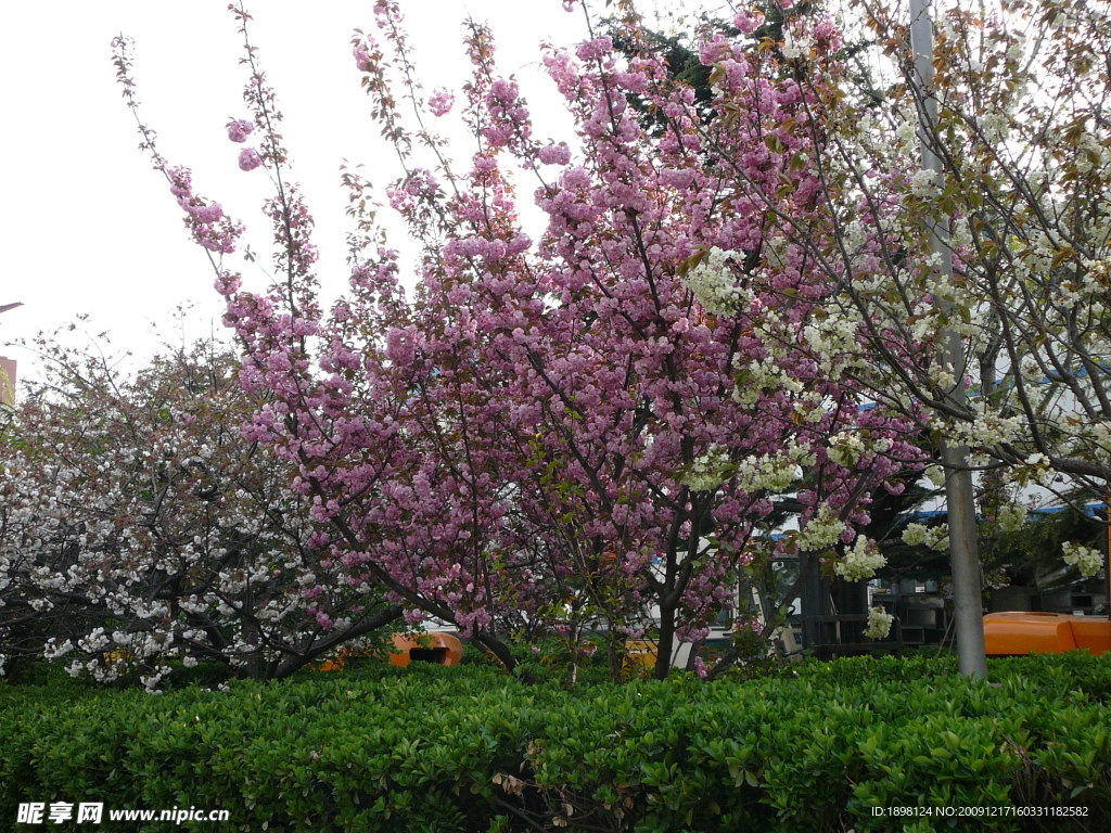 日本樱花 自然风景