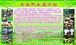 云南野生菌介绍