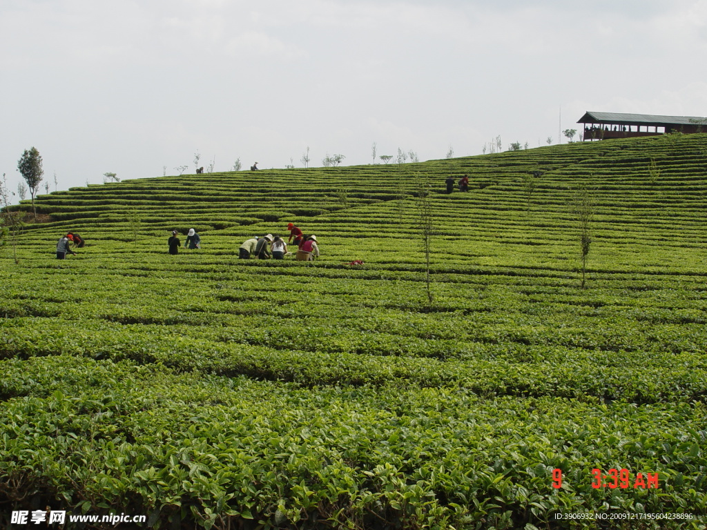 普洱茶 茶园 茶山 茶地 茶芽