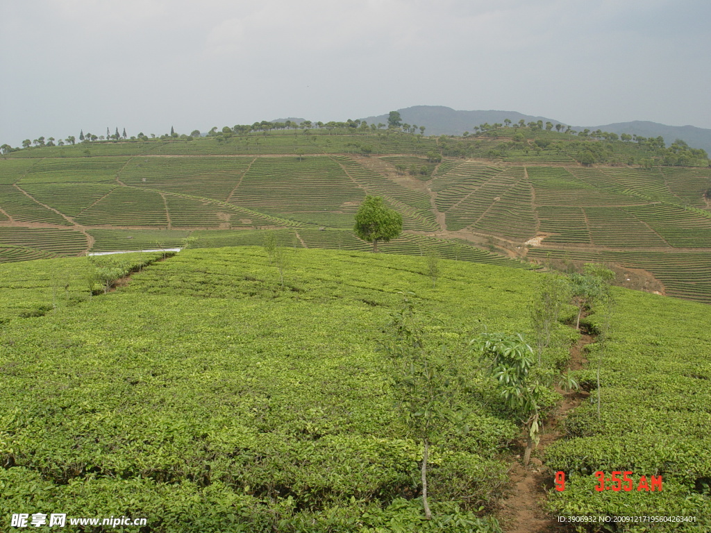 普洱茶 茶园 茶山 茶地 茶芽