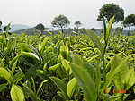 普洱茶 茶园 茶山 茶地