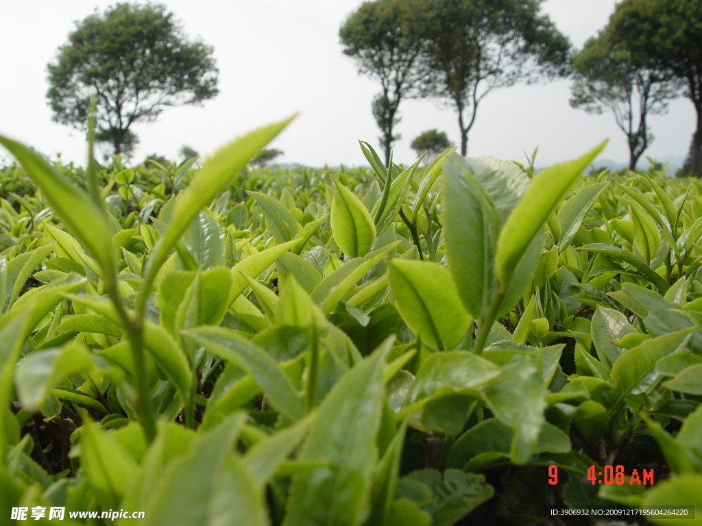 普洱茶 茶园 茶山 茶地 茶芽