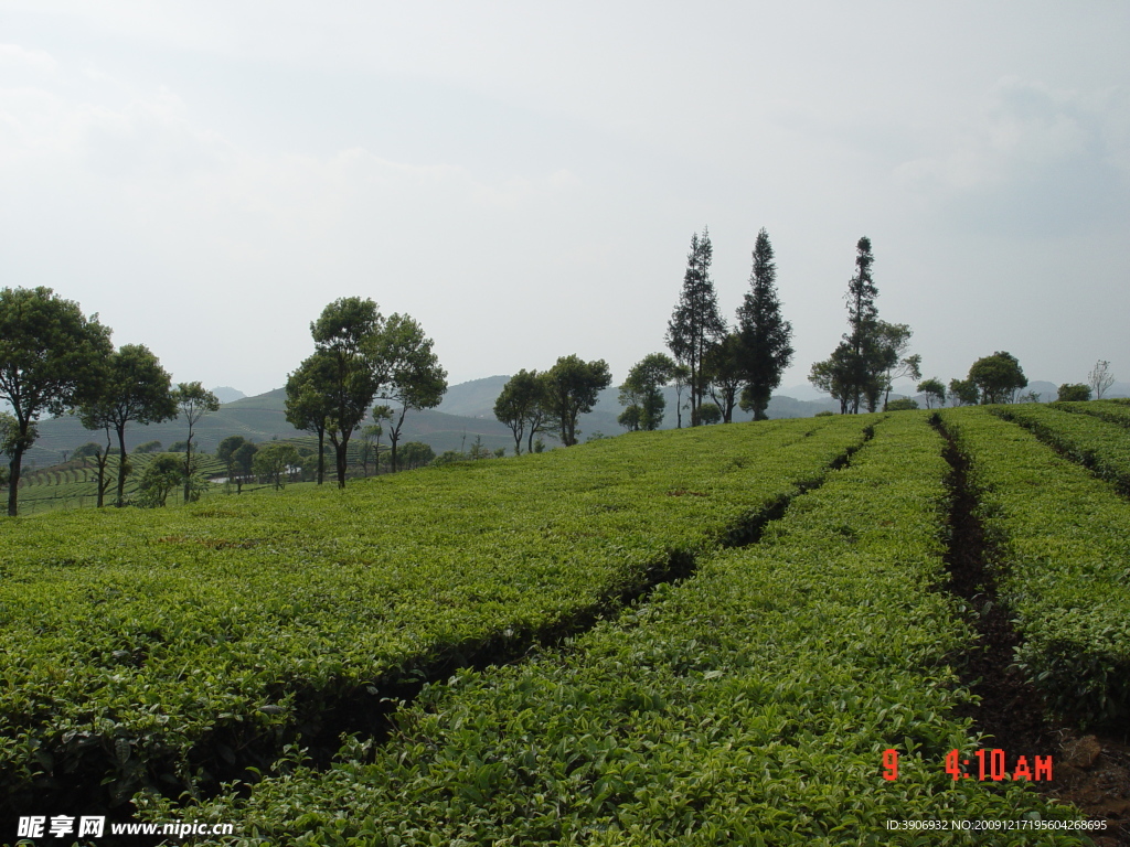 普洱茶 茶园 茶山 茶地 茶芽