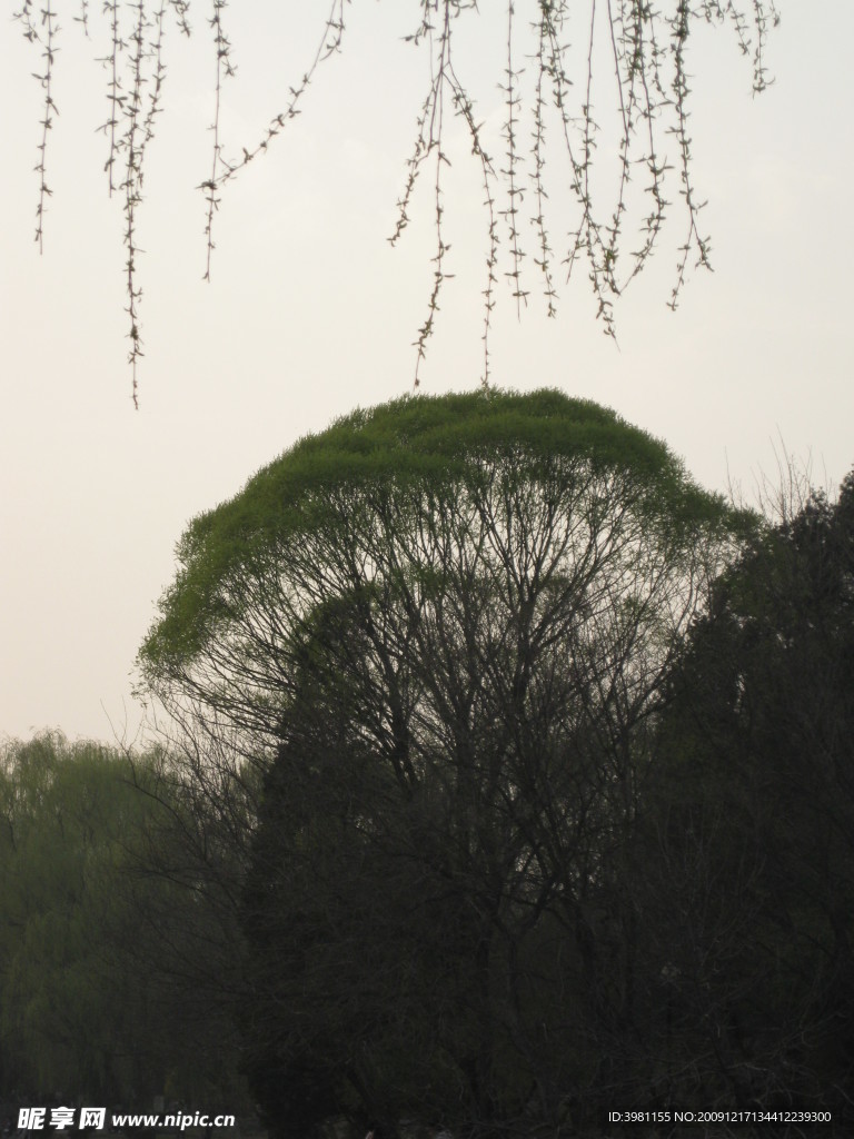 春意盎然
