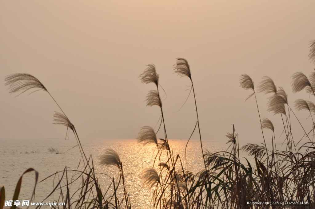 太湖芦苇