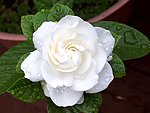 栀子花开