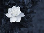 栀子花开
