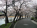 日本樱花 自然风景 道路 乡间小路 小河