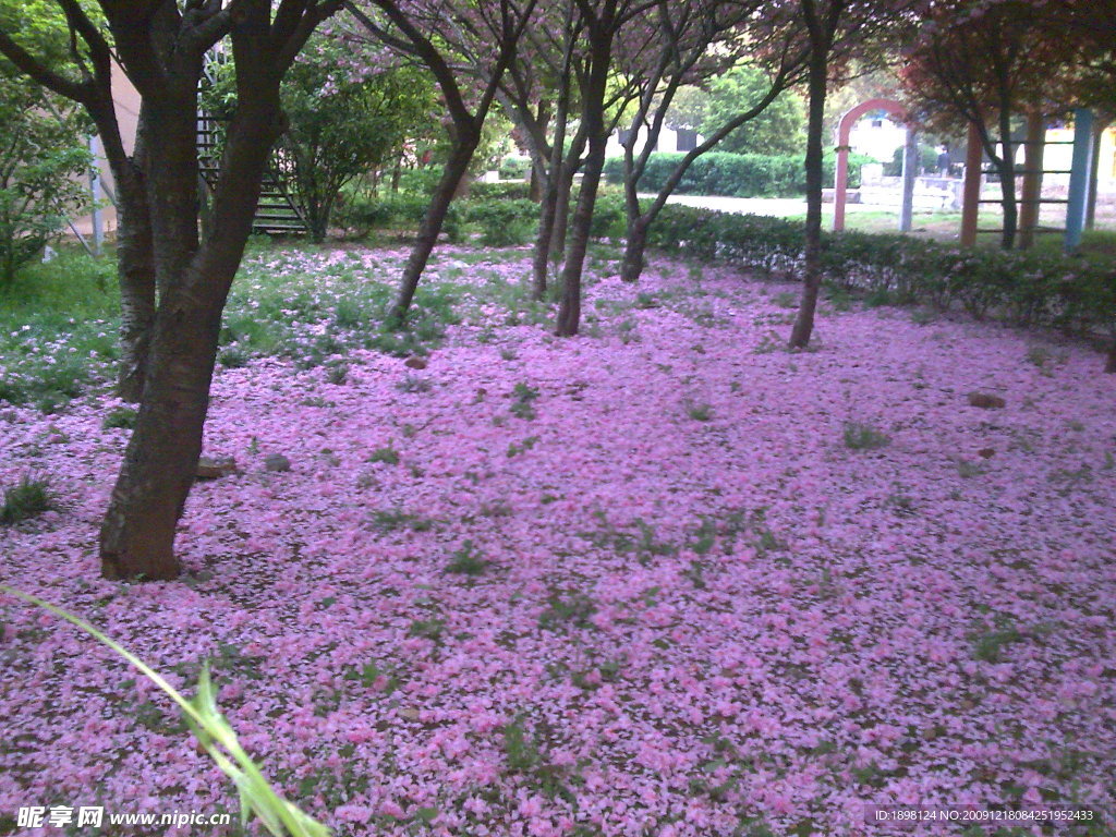 日本櫻花 櫻花浪漫