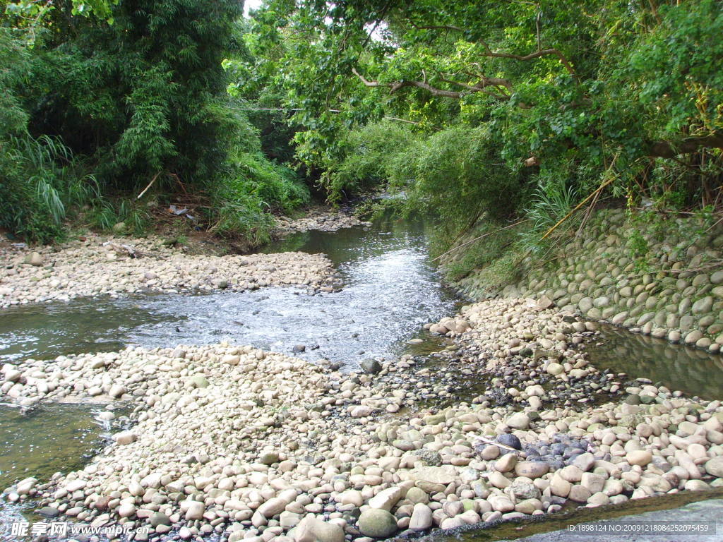 溪流 小河 石頭 樹林