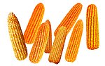 玉米棒子
