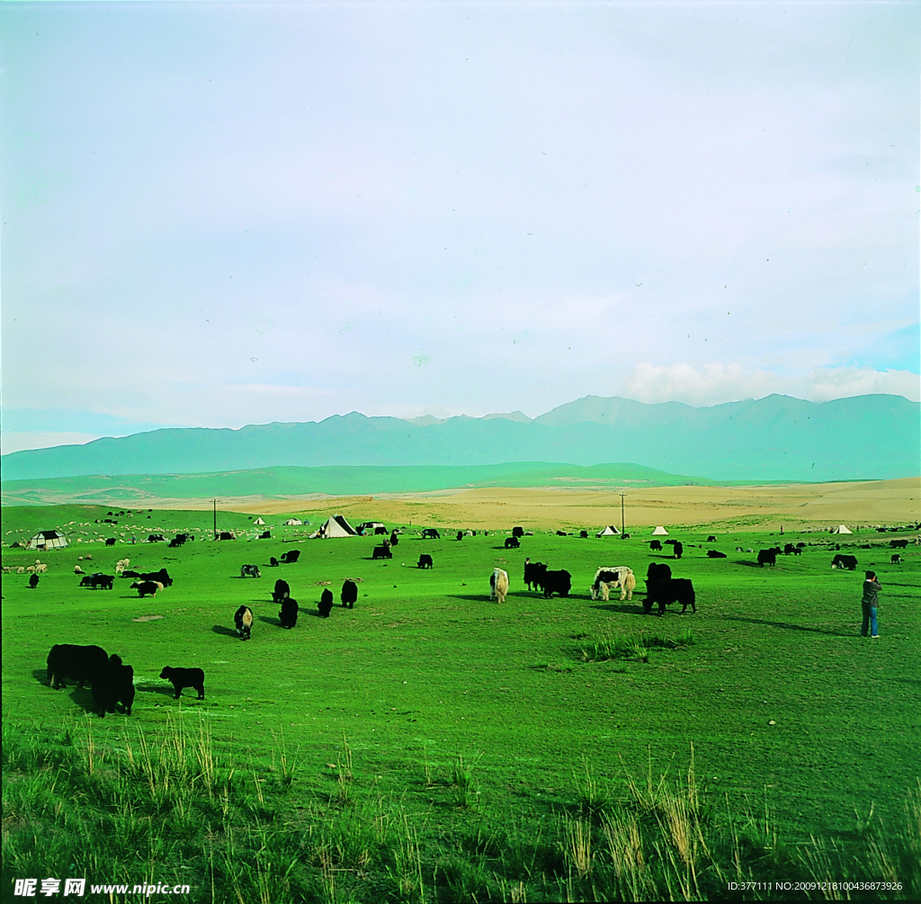 草原风光