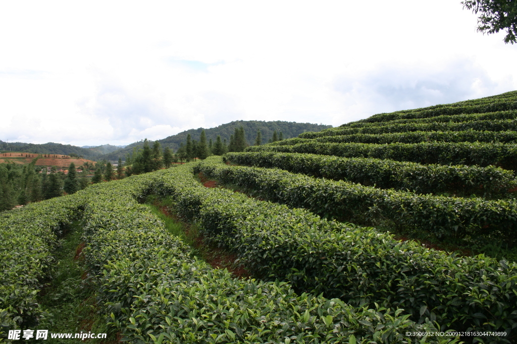 中国茶城 普洱茶 茶树 茶园 茶山