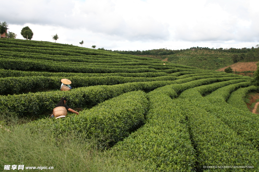 中国茶城 普洱茶 古茶树 茶园 茶山 采茶姑娘