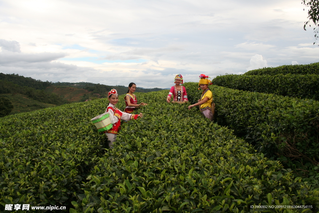 中国茶城 普洱茶 古茶树 茶园 茶山