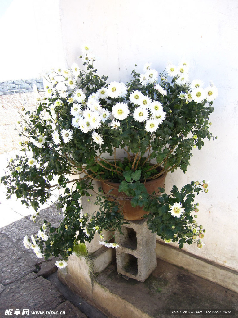 菊花