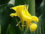 金果园花