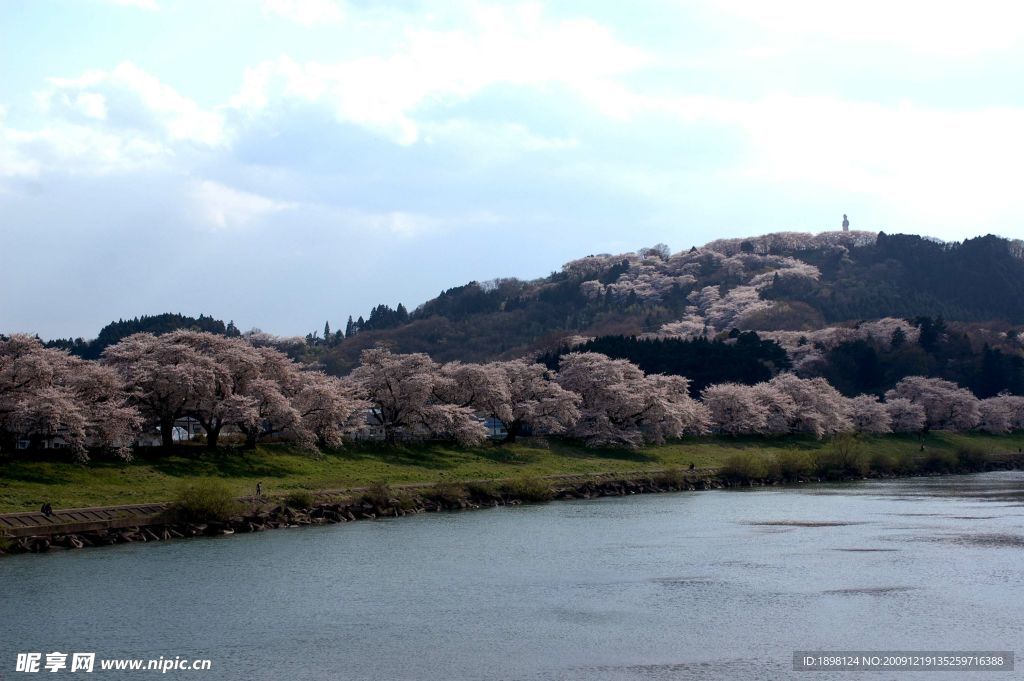 日本櫻花 山水 河流