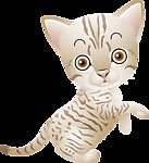 小猫咪