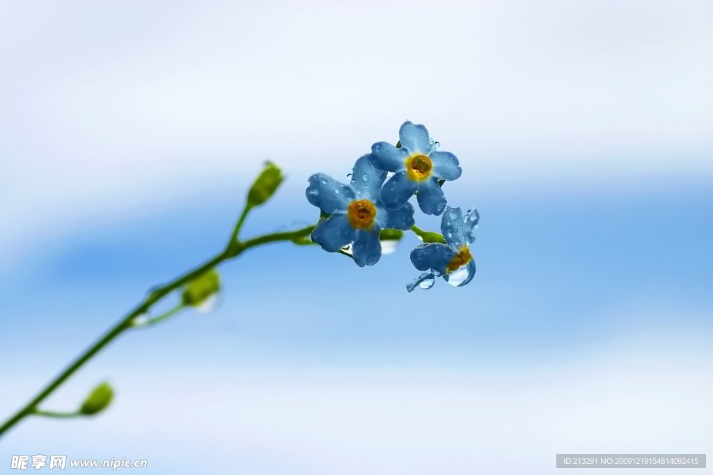 野花