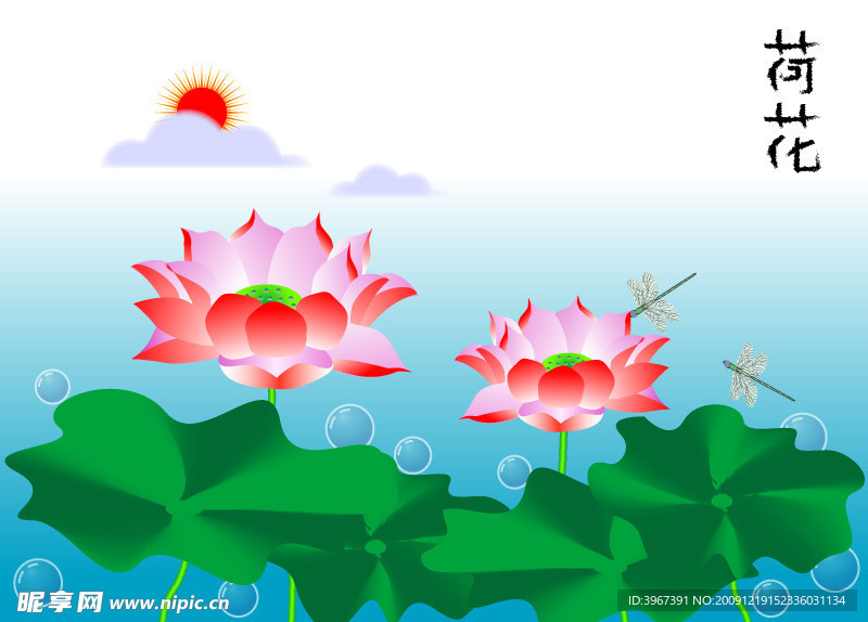 荷花