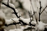 雪榴