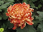 菊花争艳