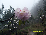 杜鹃花