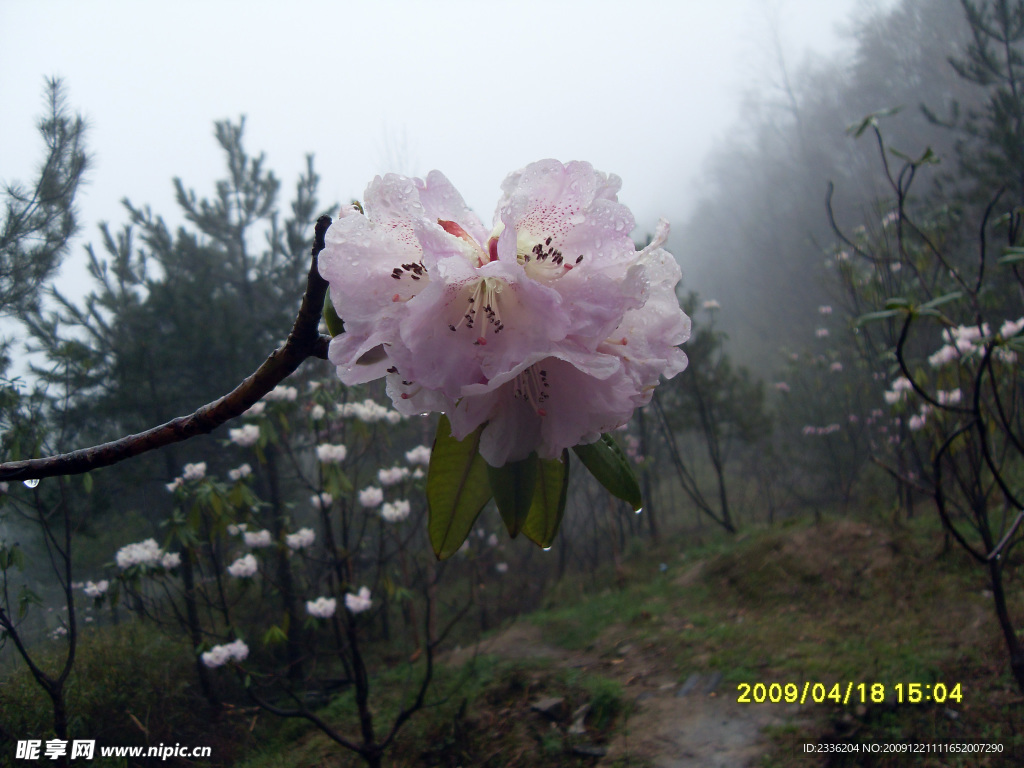 杜鹃花