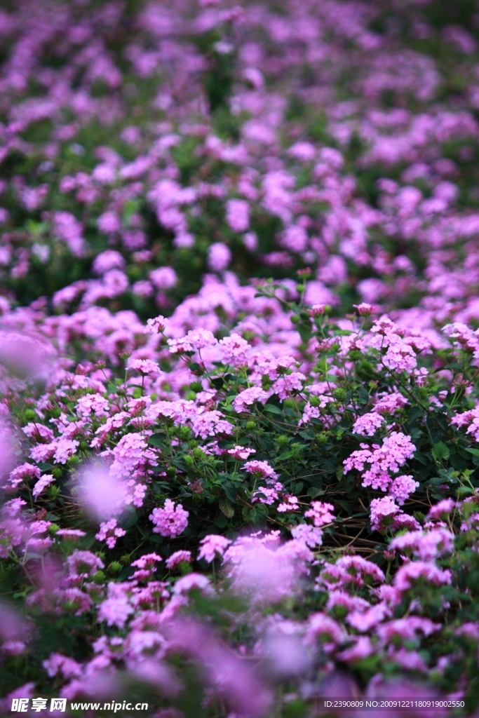 缤纷花朵